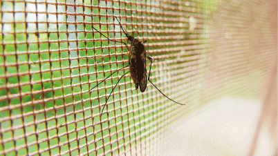 moustique 