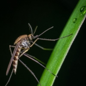 Tout savoir sur le moustique tigre et comment s'en protéger 